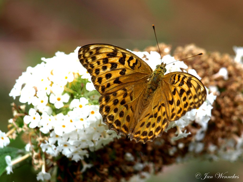 Bosrandparelmoervlinder, Argynnis adippe.jpg